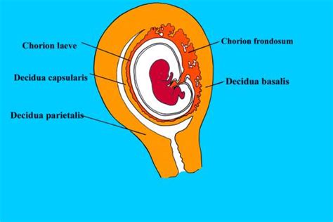 The Uterus Prior To The Visualization Of The Gestational Sac