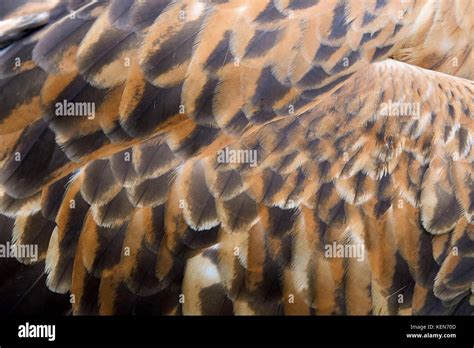 Closeup texture of brown eagle feathers Stock Photo - Alamy