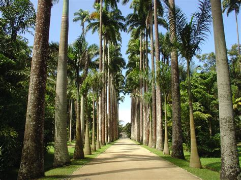 Jardim Botânico do Rio permanece fechado na quinta (10) | VEJA RIO