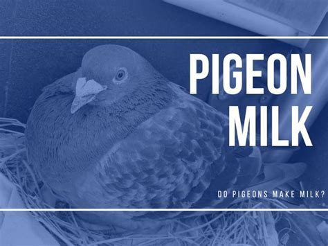 Do Pigeons Make Milk? - PIGEONHOW.COM