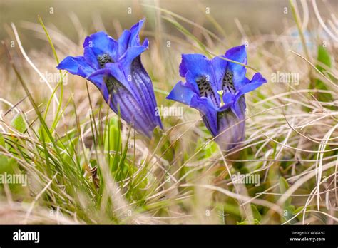 Acaulescent plants hi-res stock photography and images - Alamy