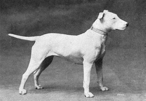 File:Bull Terrier from 1915.JPG - Wikimedia Commons