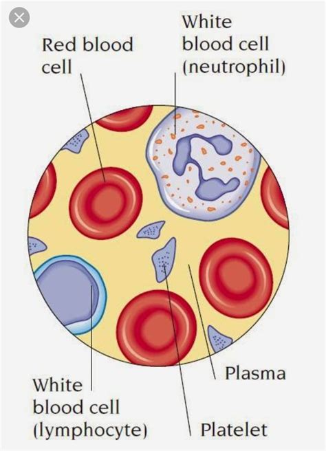 Red Blood Cell Diagram