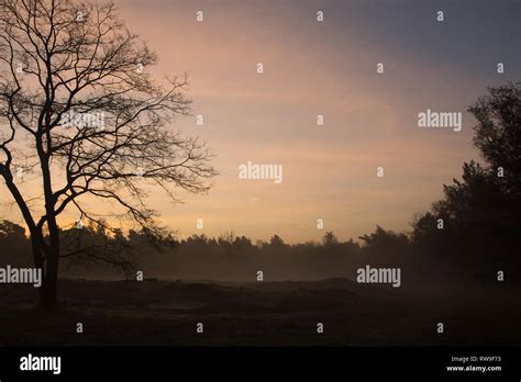 Sunrise Tree Silhouette Stock Photo - Alamy