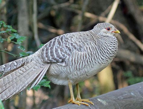 File:Golden Pheasant female RWD3.jpg | Pavo, S. a