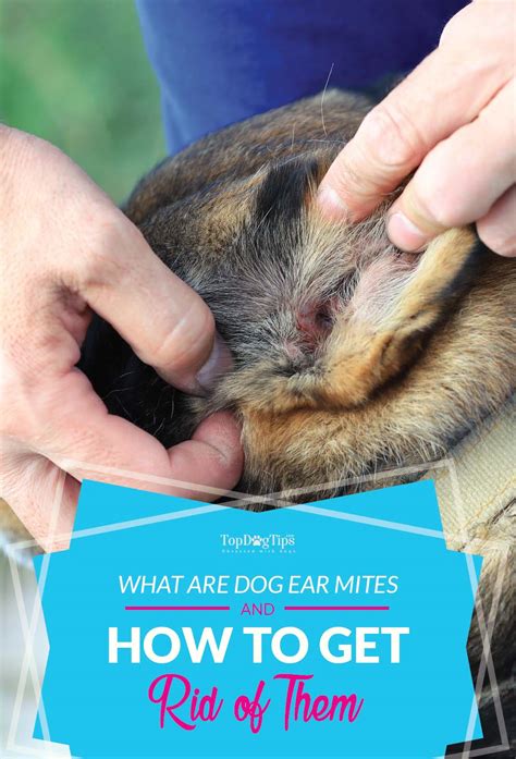 What Are Dog Ear Mites and How to Get Rid of Them Naturally