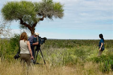 Dynasties: should nature documentary crews save the animals they film?