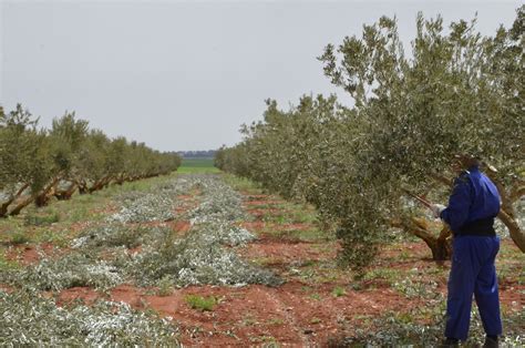 Olive Tree (I). Thinning pruning