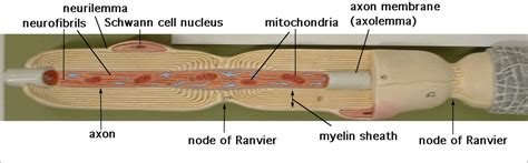 axon model