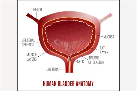 Bladder Anatomy And Physiology