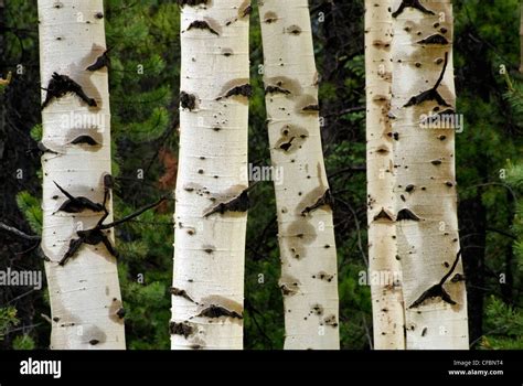 Quaking aspen bark hi-res stock photography and images - Alamy