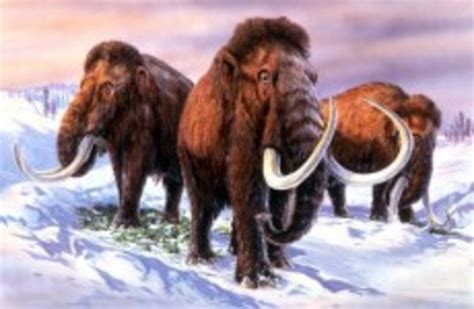 Baby woolly mammoth found in Russia's Arctic · The Daily Edge