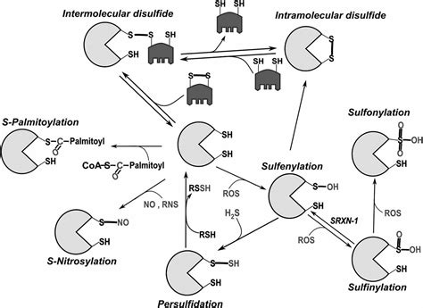 Frontiers | Cysteines as Redox Molecular Switches and Targets of Disease