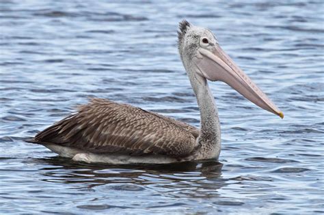 Spot-Billed Pelican Bird information, Facts, Identification, Habitat, Nesting