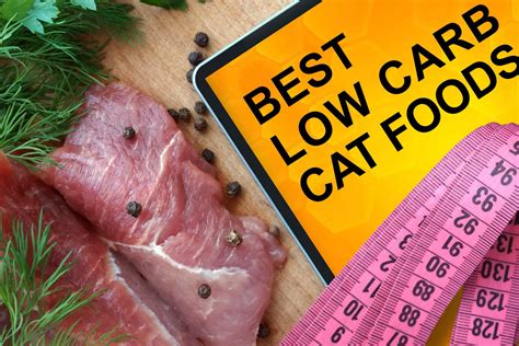 Reviews Of The Best Low Carb Cat Food + Buyer’s Guide (2020)