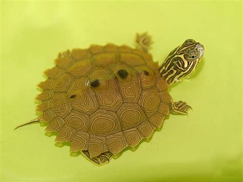 Northern Black Knobbed Map Turtles for sale | The Turtle Source