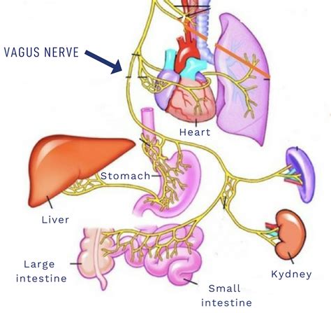 10 Ways to Stimulate Your Vagus Nerve - Nourishing Therapies