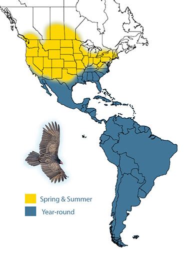 What Does a Turkey Vulture Look Like? - Avian Report