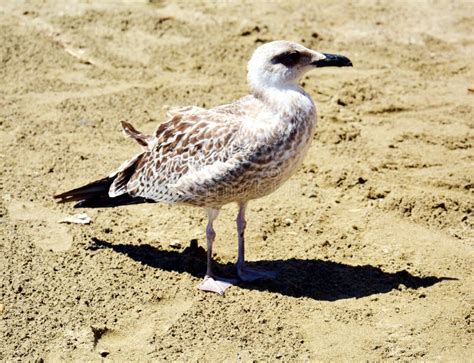 Gull on the beach stock photo. Image of ocean, waves - 98076158