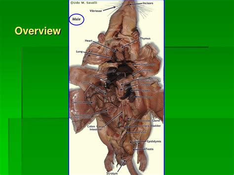 mouse muscle head anatomy