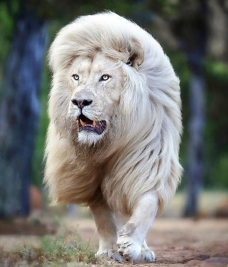 A Talented Photographer Managed To Immortalize A White Lion In All Its Glory – whydontyousharethis