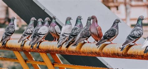 Flock of Pigeons Cooing Sound Effect | Animal Sounds