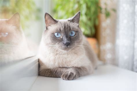 Siamese Cats Picture Gallery: 25 Photos of Meezers