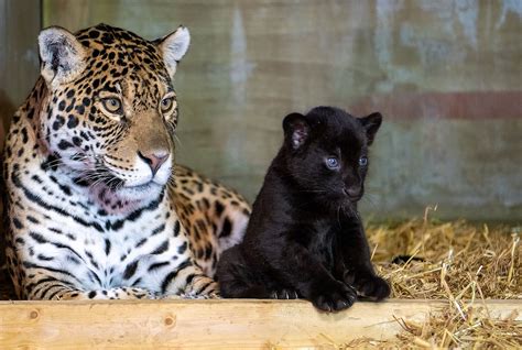 Rare Black Baby Jaguar Born at The Big Cat Sanctuary in England