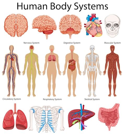 Diagrama que muestra los sistemas del cuerpo humano | Vector Premium