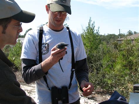 Managing Florida Scrub-Jay Habitat | Florida State Parks