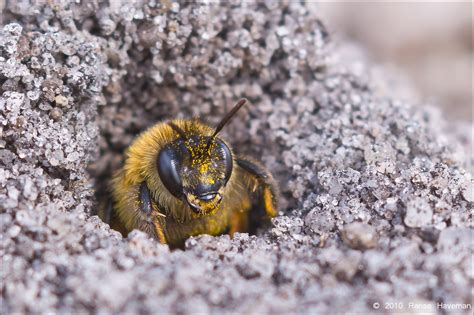 Sand Bee - Pentax User Photo Gallery