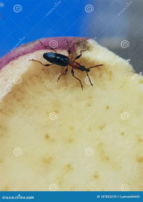 TheÂ sweet Potato Weevil in VIet Nam Stock Photo - Image of insect, pest: 187853270