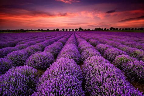 Lavender Field Sunset Wallpapers - Top Free Lavender Field Sunset ...