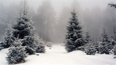 snow covered pine trees in the woods on a foggy day