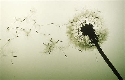 Dandelion Seeds Blown By Wind Photograph by Tom Branch | Pixels