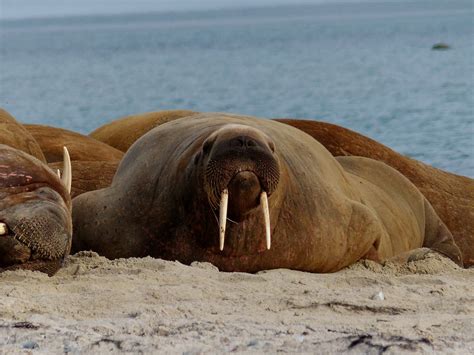 Walrus Tusk Animals - Free photo on Pixabay - Pixabay