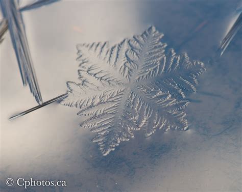 Snowflake Formation on water. | Snowflake bentley, Abstract artwork, Snowflakes