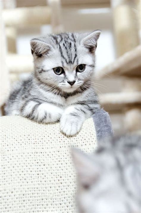 Adorable gray tiger kitten #CatAnime | Pretty cats, Kittens cutest ...