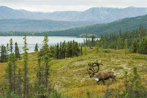 Denali National Park Alaska Wilderness - Denali National Park Preserve U S National Park Service ...