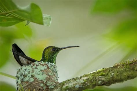 Where do Hummingbirds Nest? Nesting Locations with Pictures – BestBirdGuide