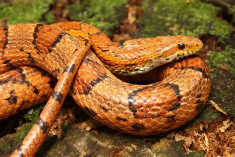 Pantherophis Guttatus - Corn Snake - USA Snakes