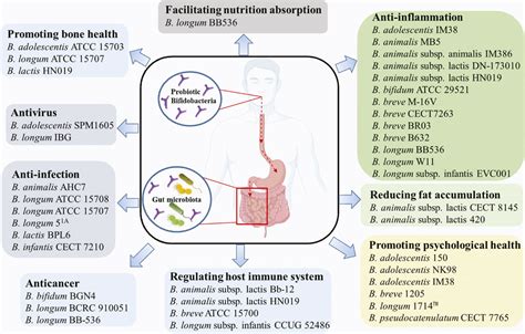 Frontiers | Recent Development of Probiotic Bifidobacteria for Treating ...