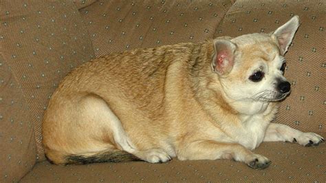 Is My Chihuahua Overweight Or Obese? How Much Should They Weigh? | iHeartdogs