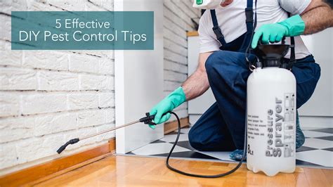 5 Effective DIY Pest Control Tips – The Pinnacle List