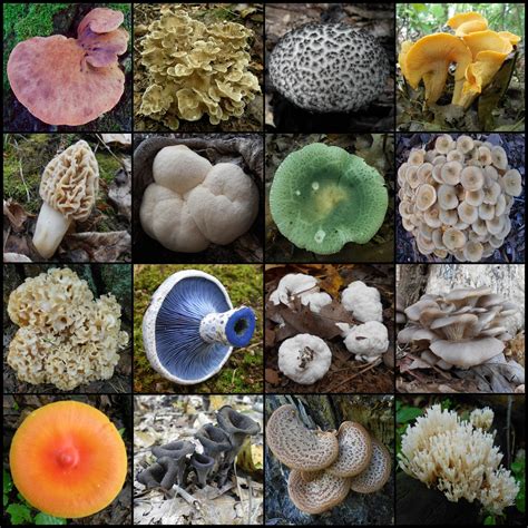 Edible Fungi : foraging