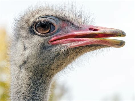 Common Ostrich Bird Facts (Struthio camelus) | Birdfact