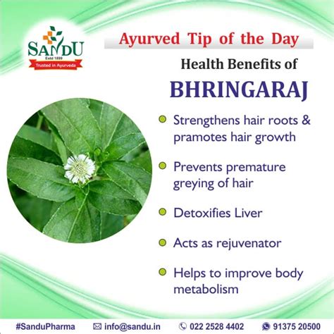 Health Benefits Of Bhringaraj : r/Ayurveda