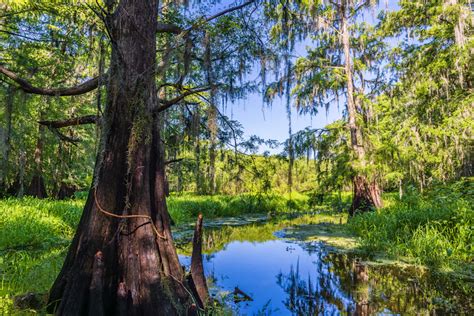 Central Florida Wetlands Vistas