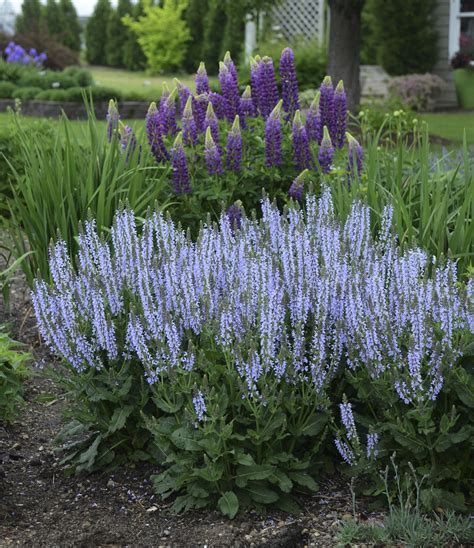 Sage Growing Flowers - Okejely Garden Plant