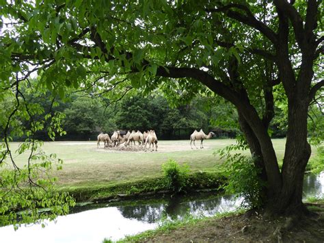 [2022] View of bactrian camel enclosure - ZooChat